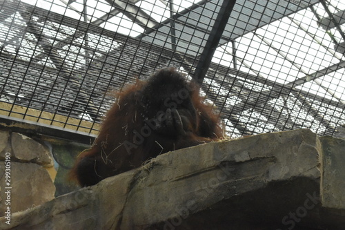 Beauval