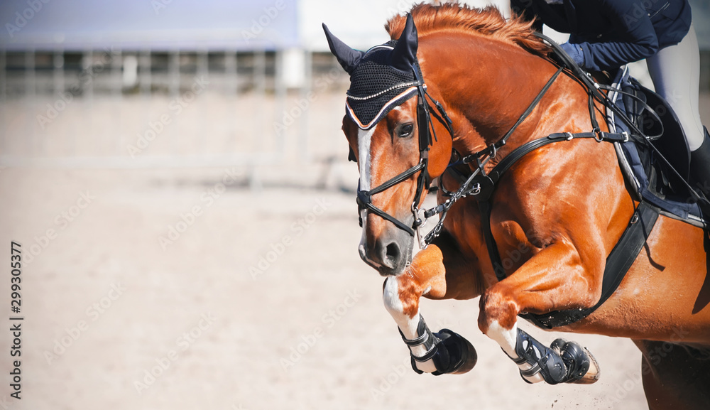 Szczaw piękny koń z jeźdźcem w siodle skacze wysoko na zawodach w skokach przez przeszkody w słoneczny dzień. <span>plik: #299305377 | autor: Valeri Vatel</span>