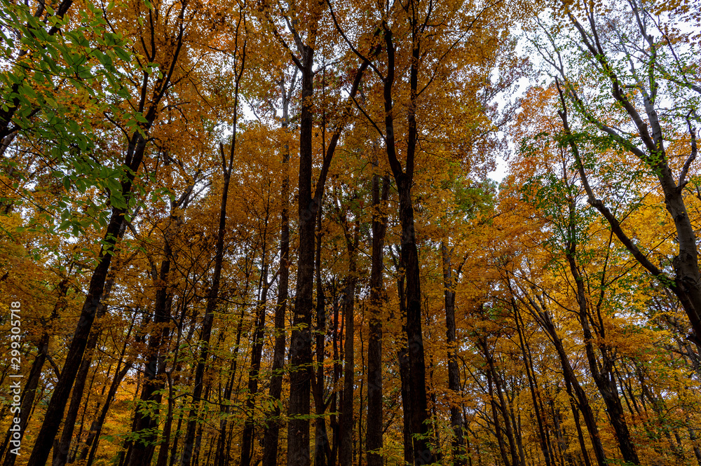 Autumn's Canopy Autumn's Canopy