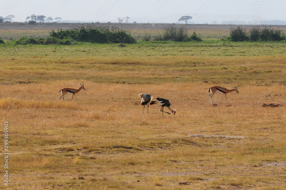 Fototapeta premium kenya