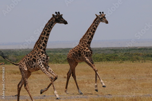 deux giraffes dans la savane