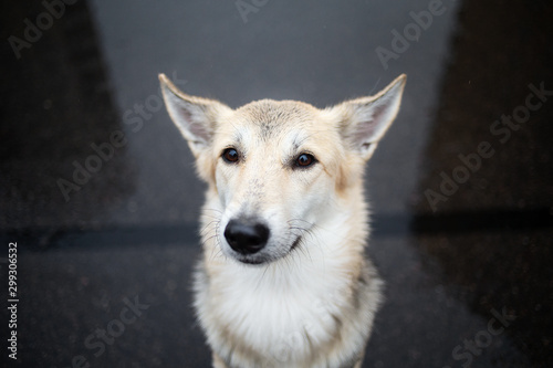 Portrait of a lonely shepherd dog looking at camera © Alexandr