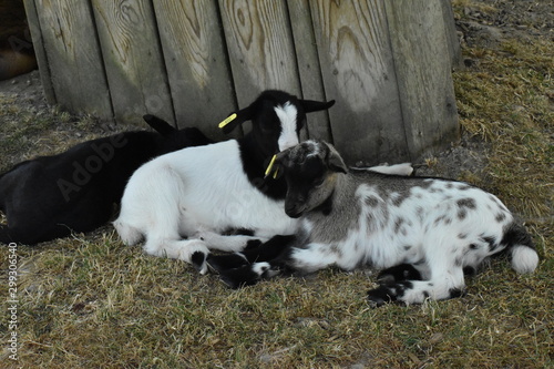 Beauval