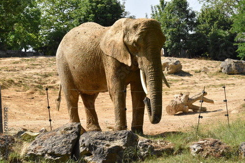 Beauval