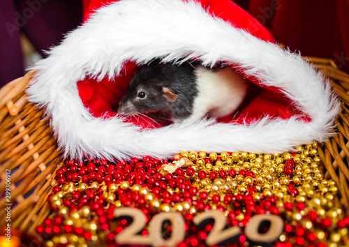 Cute rat in christmas hat. Chinese new year of rat symbol, zodiac sign of 2020