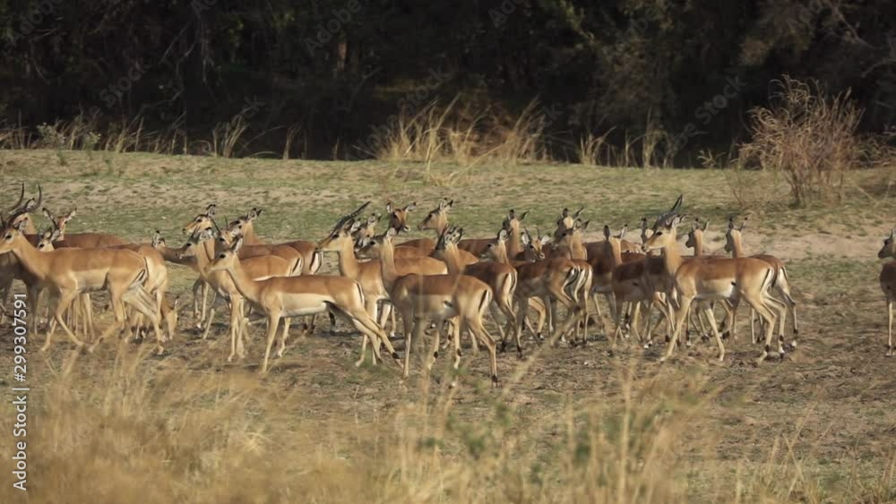 Impala antelope group walking in super slow motion Impala antelope group walking in super slow motion