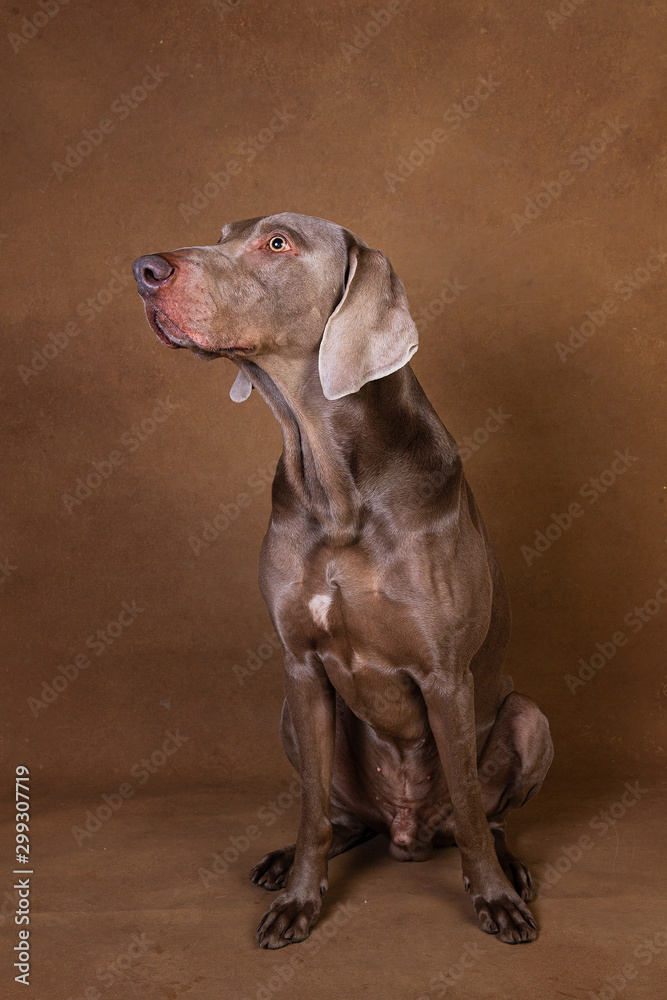 Pointer dog with tongue out looking aside Pointer dog with tongue out looking aside