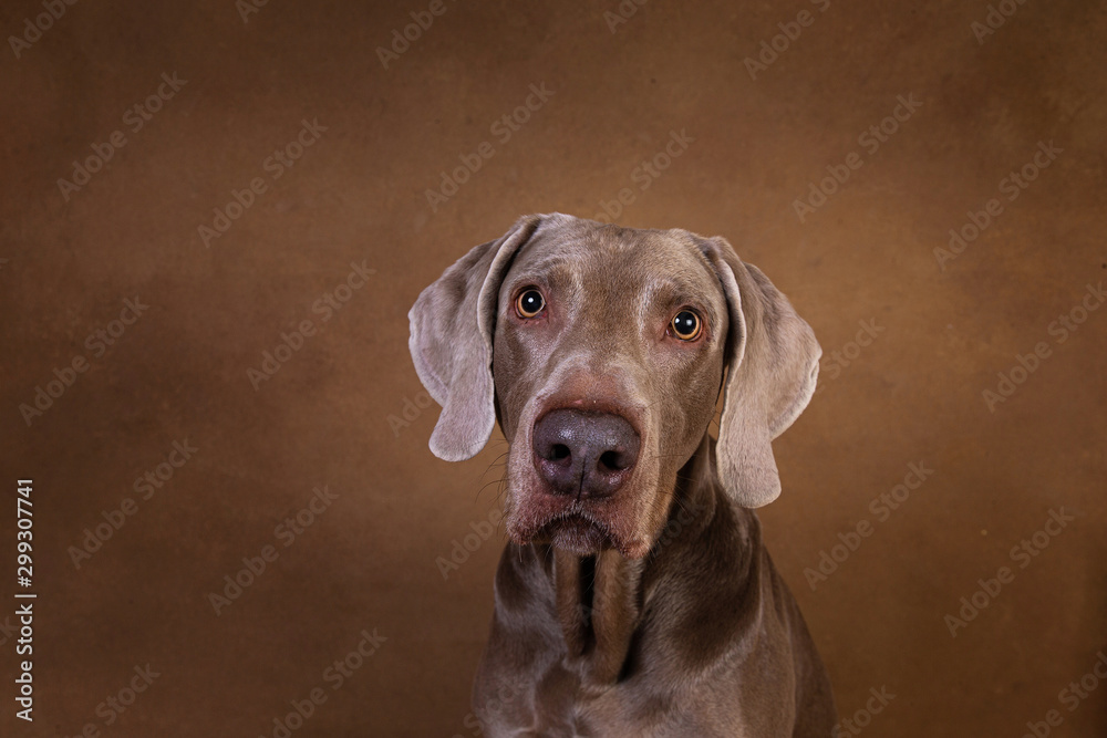 Close up portrait of an adorable pointer dog looking at camera