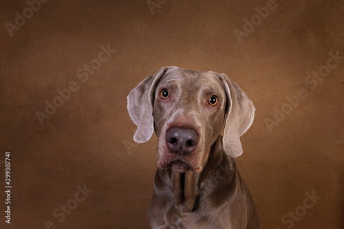Close up portrait of an adorable pointer dog looking at camera
