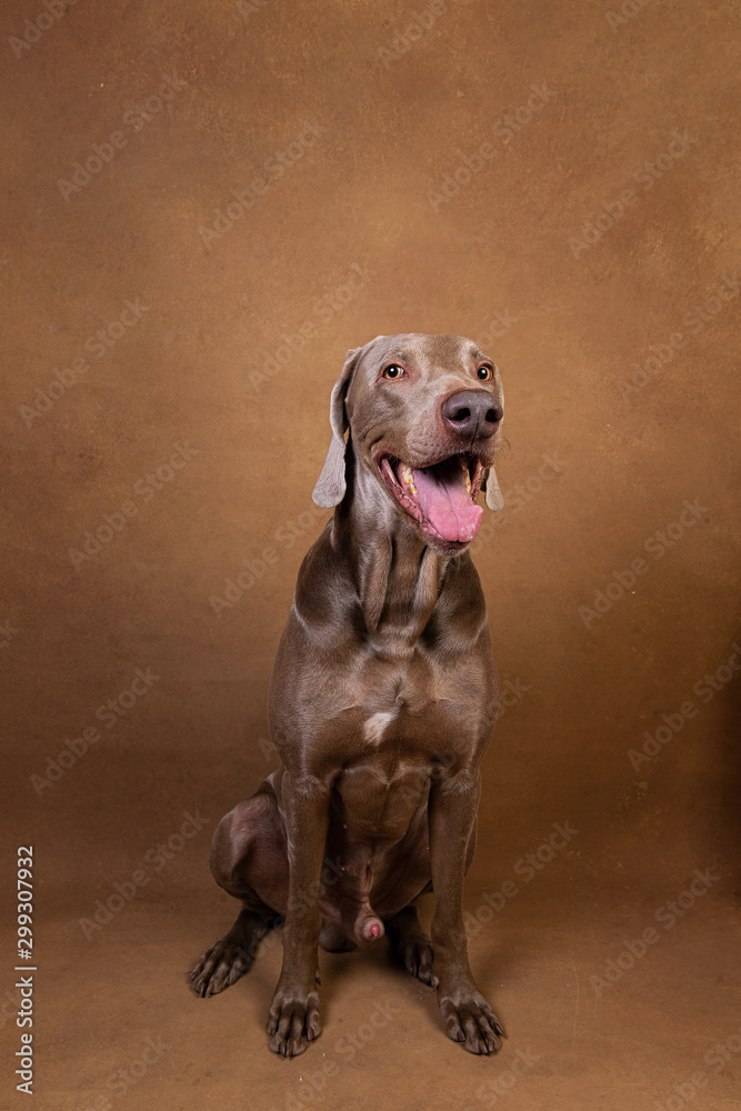Pointer dog with tongue out looking at camera Pointer dog with tongue out looking at camera