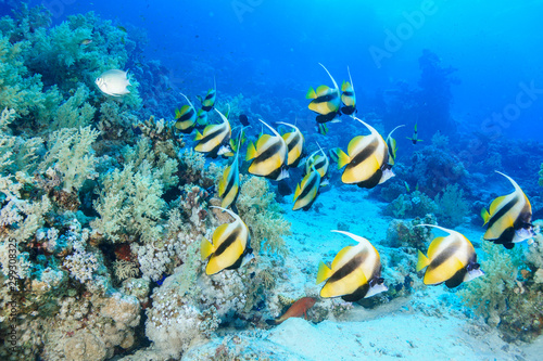 School of Bannerfish at the Red Sea  Egypt