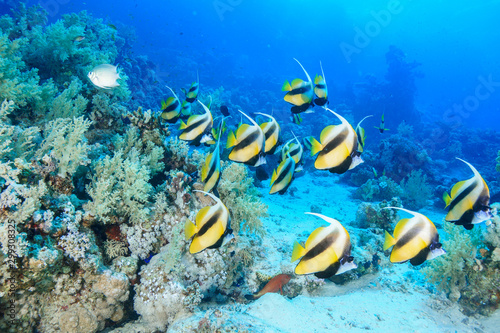 School of Bannerfish at the Red Sea, Egypt