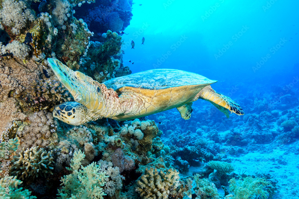 Fototapeta premium Sea Turtle at the Red Sea Egypt