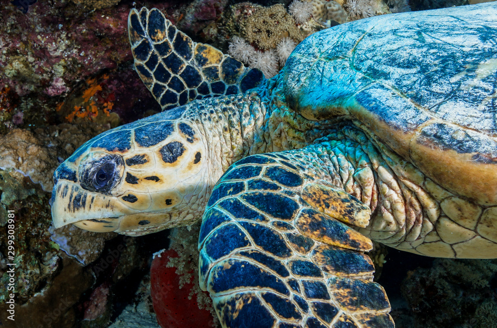 Obraz premium Sea Turtle at the Red Sea Egypt