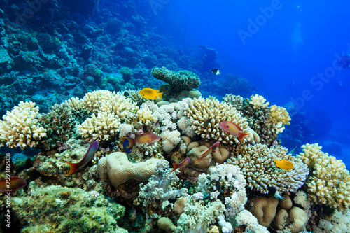 coral reef at the Red Sea  Egypt