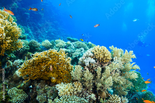 coral reef at the Red Sea  Egypt