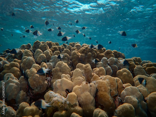 Billede på lærred Closeup shot of corals under the sea