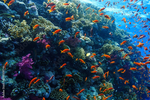 coral reef at the Red Sea, Egypt