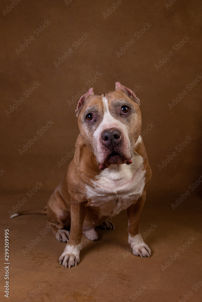 Muscular funny American Staffordshire terrier looking at camera