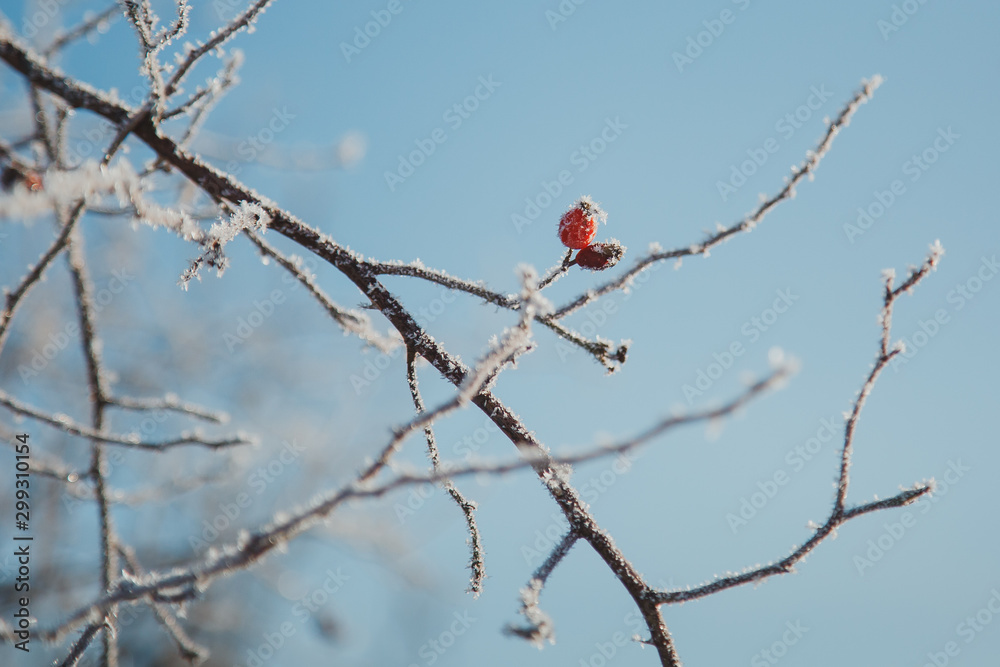 winter macro photo, red berries on a tree branch in the snow, ice and hoarfrost. Pattern, place for text. winter macro photo, red berries on a tree branch in the snow, ice and hoarfrost. Pattern, place for text.