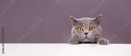 beautiful funny grey British cat peeking out from behind a white table with c...