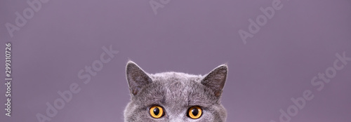 Obraz na plátně beautiful funny grey British cat peeking out from behind a white table with copy