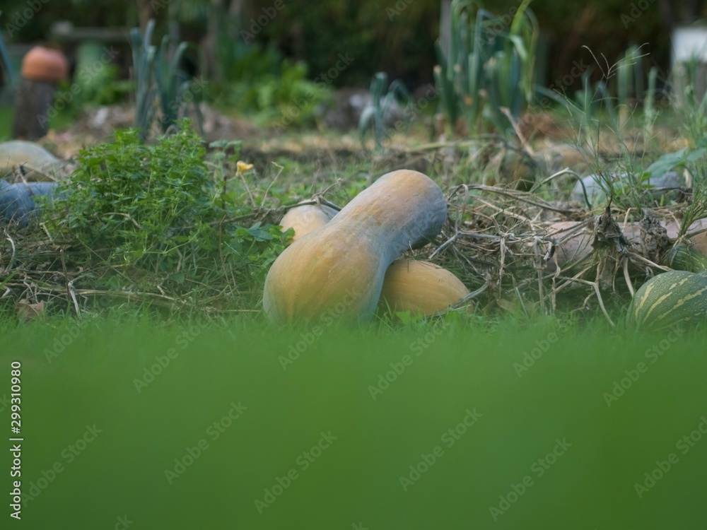 Obraz premium Huerto