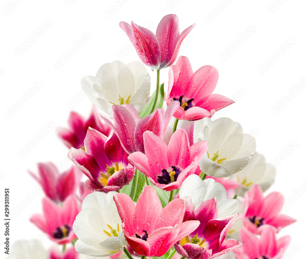 Fototapeta premium isolated image of beautiful tulip flowers close-up