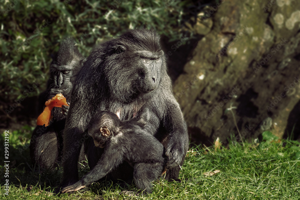 Obraz premium Mother and father macaque with young