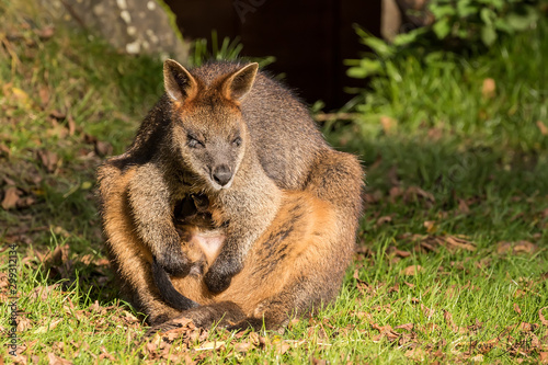 Wallabee with young in pouch