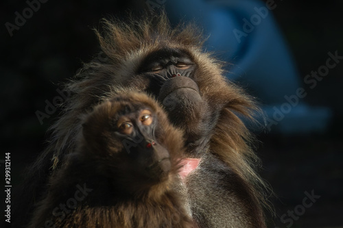 Gelada male and female monkey