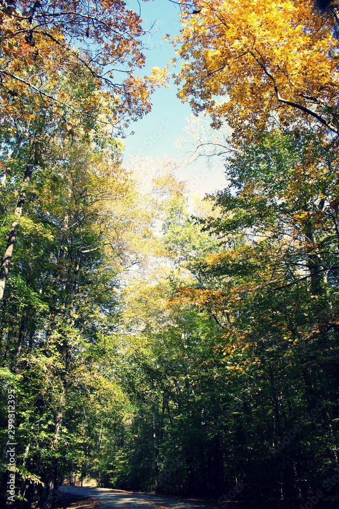 Fototapeta premium Fall or Autumn trees in Mason Neck State Park, during golden hour, looking down path between trees. 