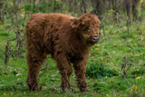 Scottish Highlander calf in meadow