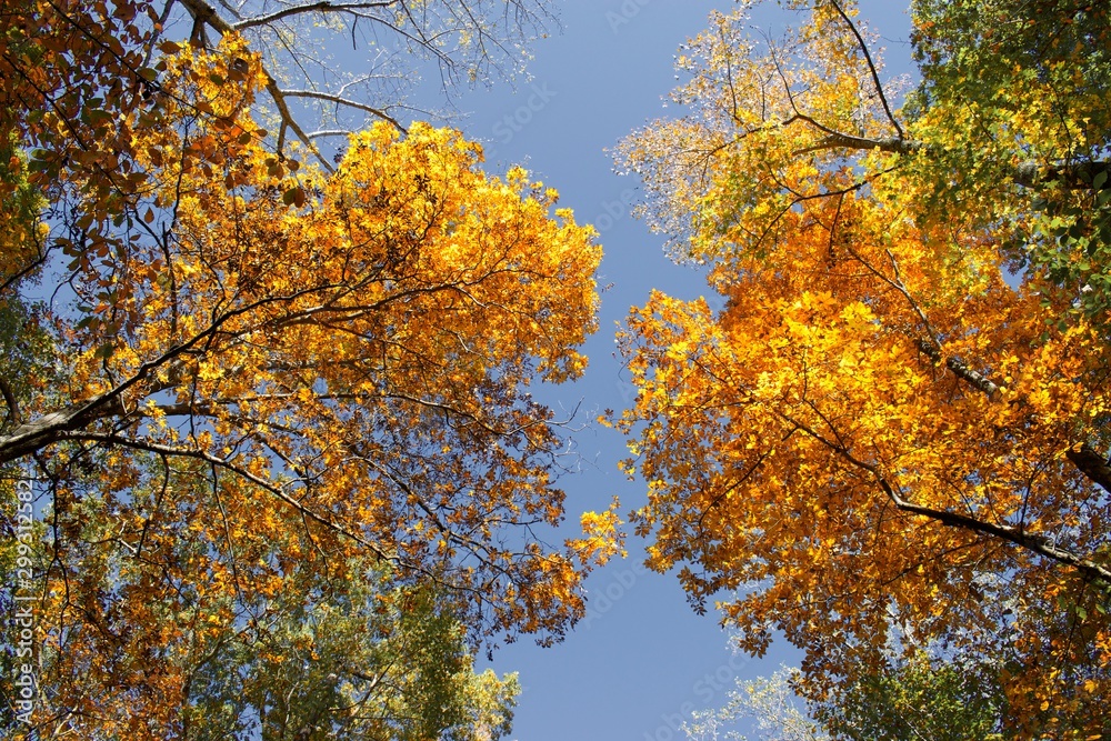 Fall or Autumn trees in Mason Neck State Park, during golden hour Fall or Autumn trees in Mason Neck State Park, during golden hour