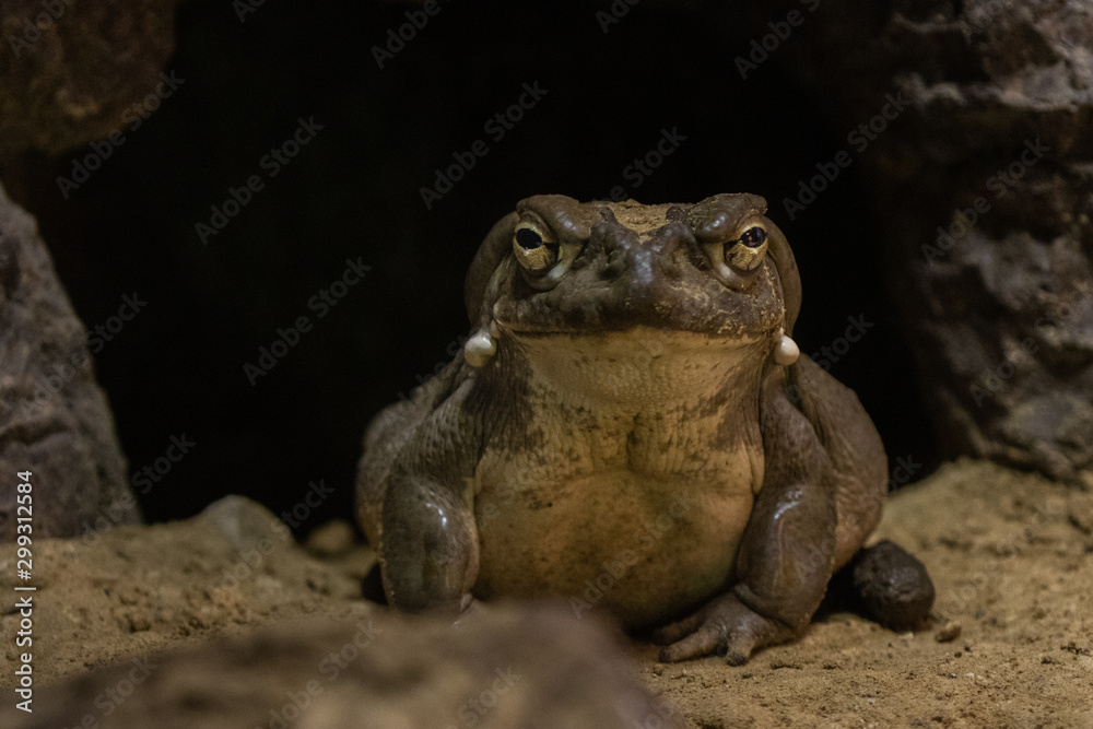 Fototapeta premium Toad in front of cave