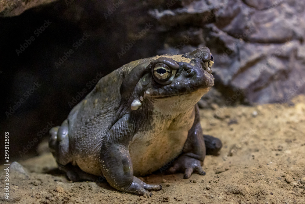 Fototapeta premium Toad profile in front of cave
