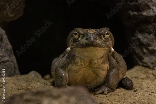 Toad in front of cave