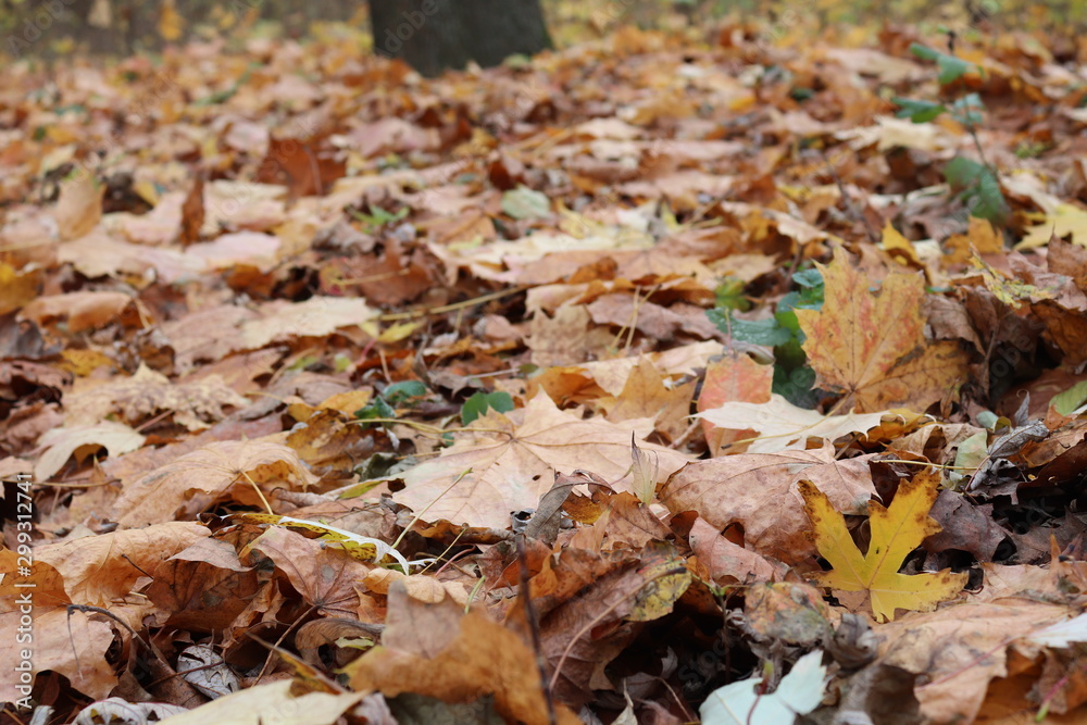 autumn leaves on ground