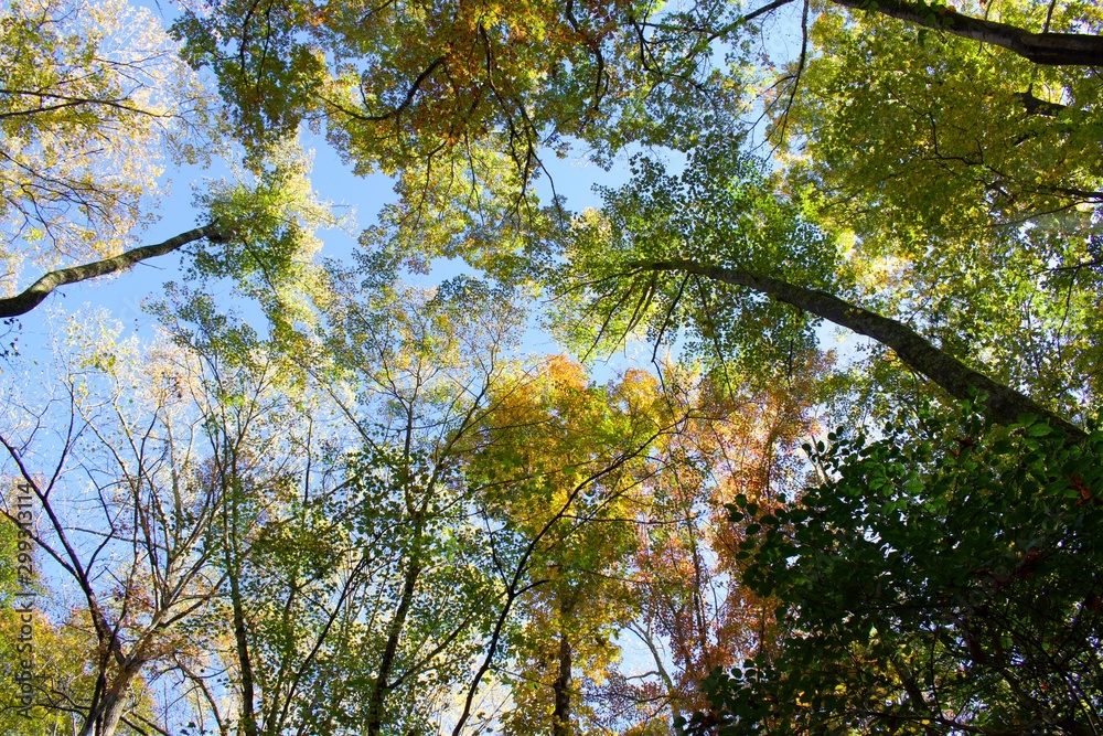 Fall or Autumn trees in Mason Neck State Park, during golden hour