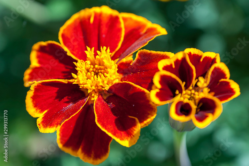 Tagetes patula – Marigold flowers in summer sunny garden. Selective focus..July, Russia..