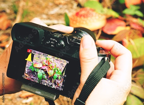 Obraz na płótnie Digital camera in hands on blur leaf background taking photo