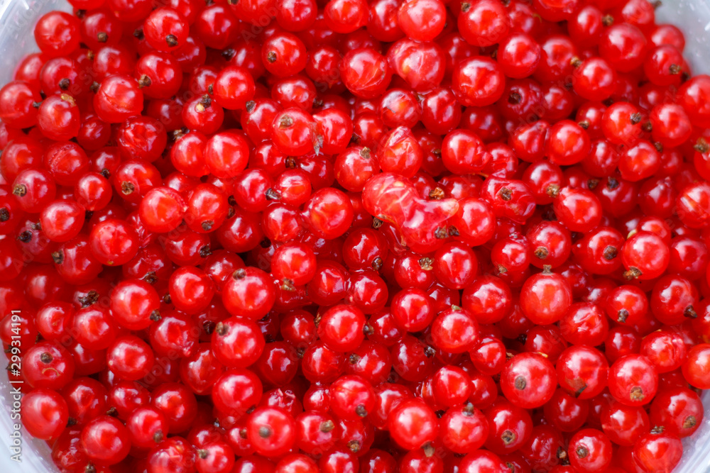 textured background of red currant berries