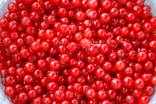 textured background of red currant berries