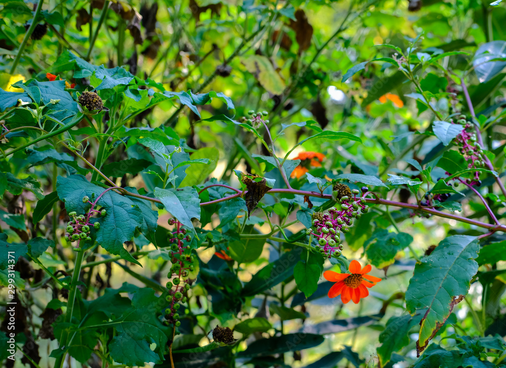 Orange Daisies and Poke Berries in a woodland garden