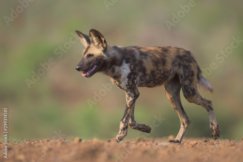 Running African Wild Dog