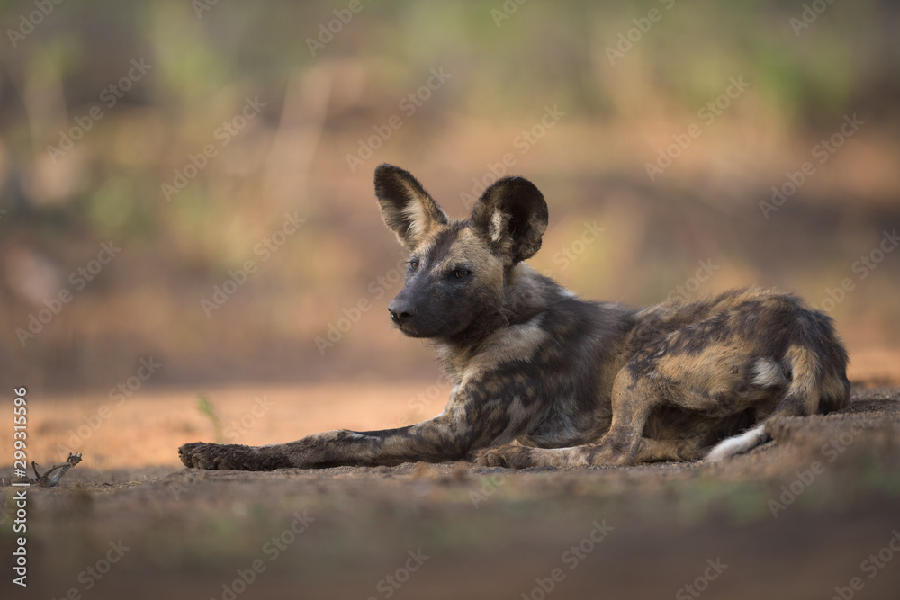 African Wild Dog resting in a River bed African Wild Dog resting in a River bed