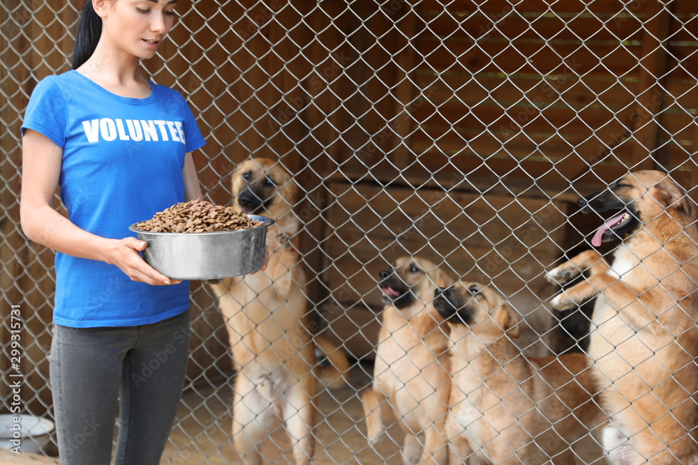 Woman holding bowl of food near cage with homeless dogs in animal shelter. Volunteering concept - obrazy, fototapety, plakaty 