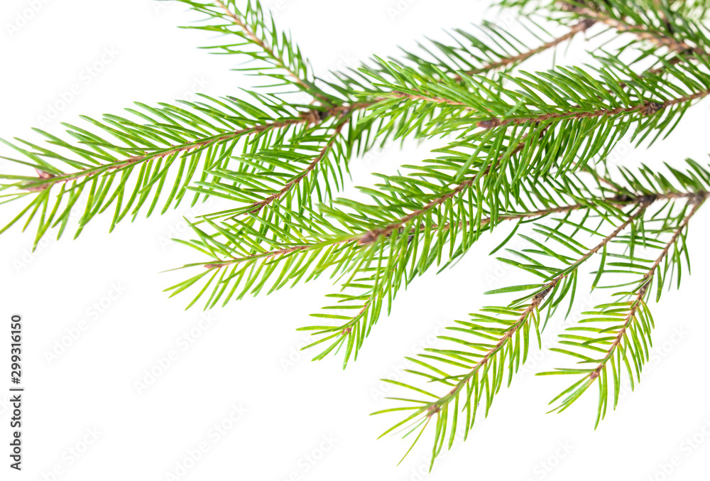 Green needles on a Christmas tree branch Green needles on a Christmas tree branch