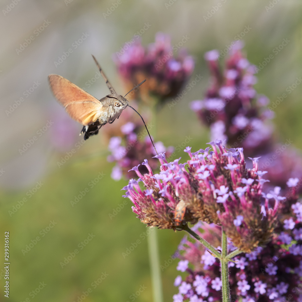 Hummingbird hawk moth on verbena flower