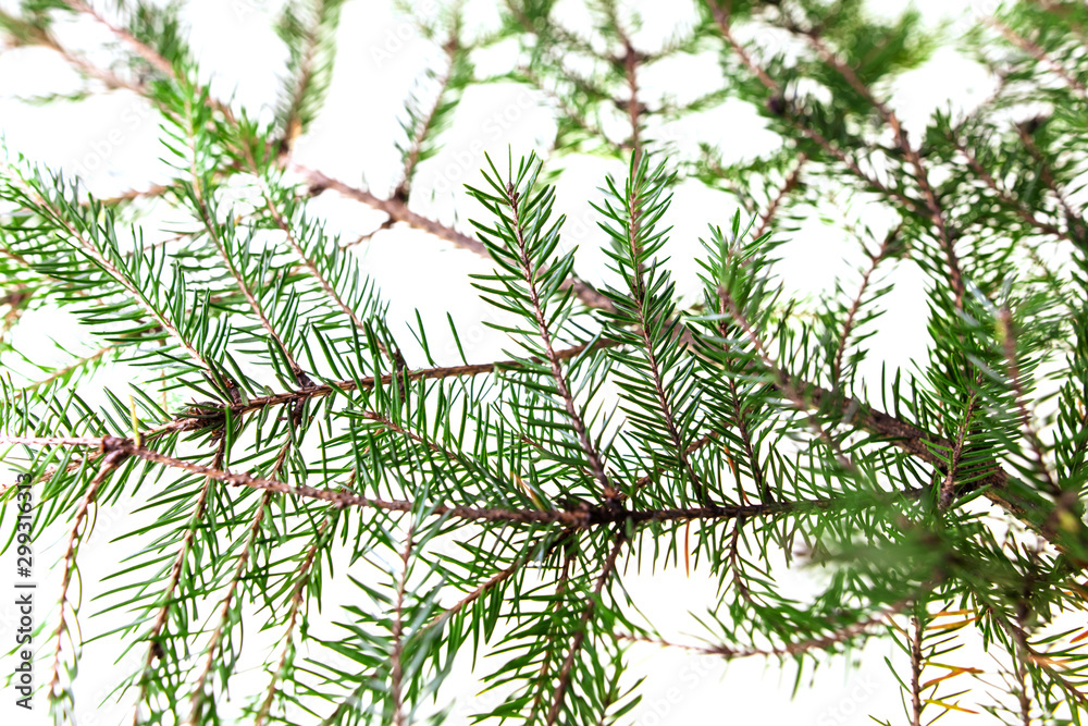 Obraz Green needles on a Christmas tree branch